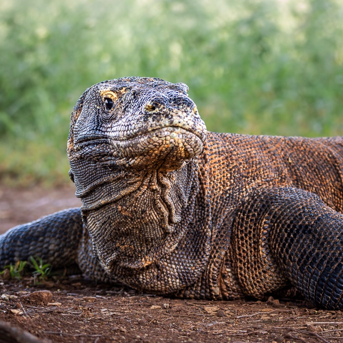 Komodo-2_thumb.webp