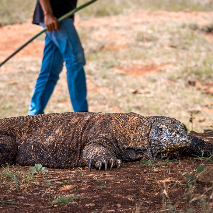 Komodo-3_thumb.webp
