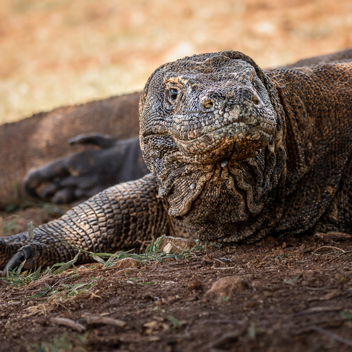 Komodo-4_thumb.webp