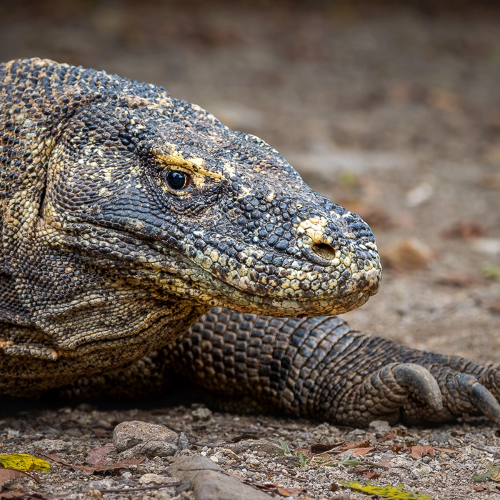Komodo-5_thumb.webp